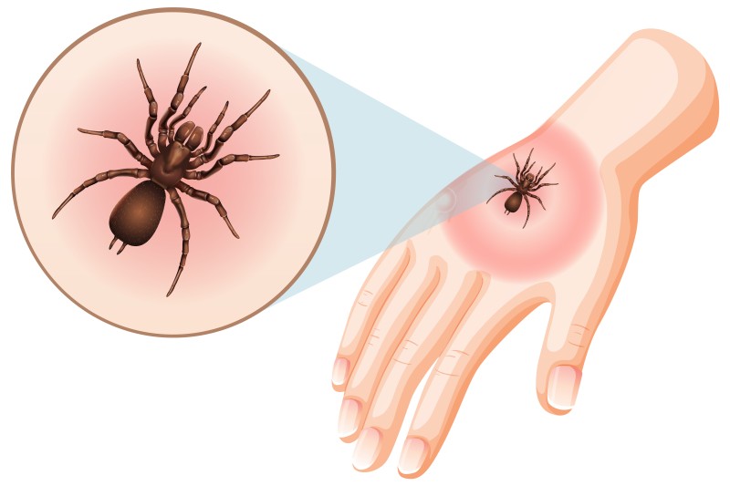Ticks and Lyme Disease